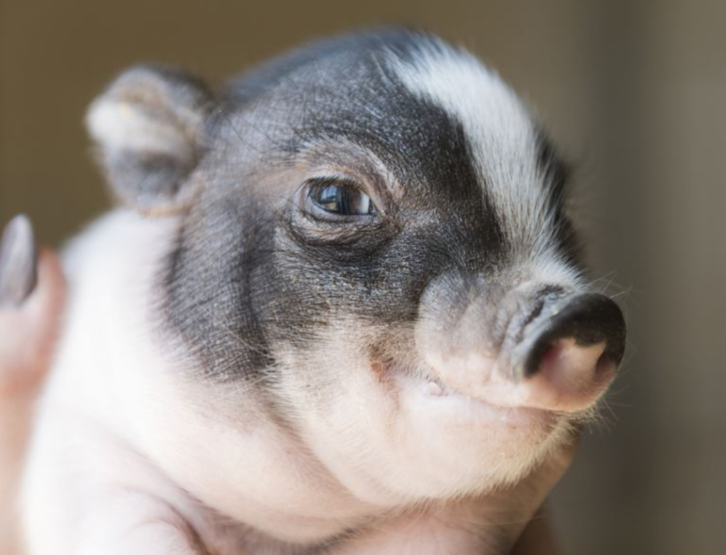 husdjur fritid djur och fritid zoo husdjurstillbehör